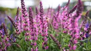 Vast Number Of Perennial Lavender Blooms Wallpaper