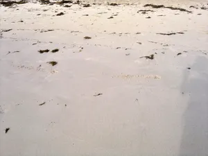 Venezuela's Beach Sand Wallpaper