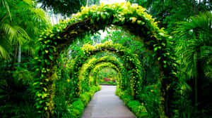 Verdant_ Archway_ Singapore_ Botanic_ Gardens Wallpaper