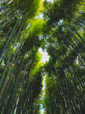 Verdant_ Bamboo_ Forest_ Canopy.jpg Wallpaper