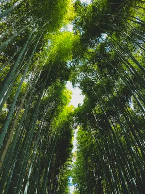 Verdant_ Bamboo_ Forest_ Canopy.jpg Wallpaper