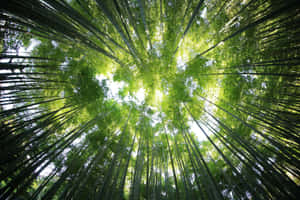 Verdant Bamboo Forest Canopy.jpg Wallpaper