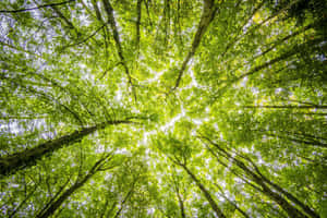 Verdant Canopy Skyward View.jpg Wallpaper