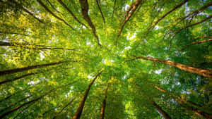 Verdant Canopy Skyward View4 K Wallpaper