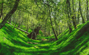 Verdant Forest Glade Sunlight Wallpaper