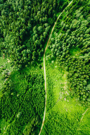 Verdant_ Forest_ Path_ Aerial_ View.jpg Wallpaper