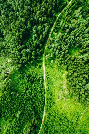 Verdant_ Forest_ Path_ Aerial_ View.jpg Wallpaper