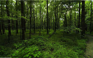 Verdant Forest Path.jpg Wallpaper