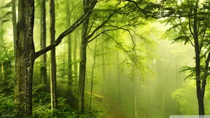 Verdant Green Forest Wallpaper