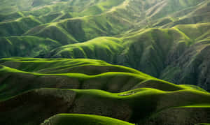 Verdant_ Rolling_ Hills_ Landscape Wallpaper