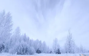 Very Beautiful Scenery In The Snow Wallpaper
