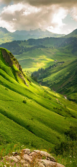 Very Wide Field Of Grass Wallpaper