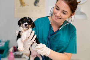 Veterinarian Holding A Puppy Rottweiler Wallpaper