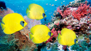 Vibrant And Colorful Butterflyfish Underwater Wallpaper