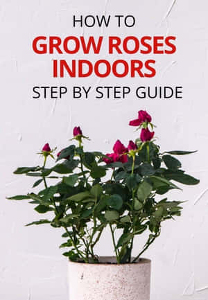 Vibrant And Colorful Miniature Rose Blooms Wallpaper