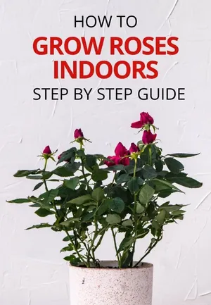 Vibrant And Colorful Miniature Rose Blooms Wallpaper