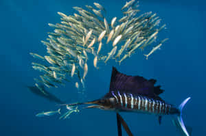 Vibrant And Graceful Sailfish In The Ocean Wallpaper