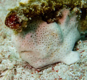 Vibrant And Intriguing Frogfish In Its Natural Habitat Wallpaper