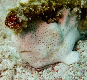 Vibrant And Intriguing Frogfish In Its Natural Habitat Wallpaper