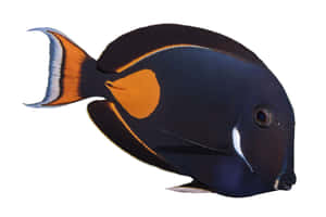 Vibrant And Majestic Surgeonfish In Its Natural Habitat Wallpaper