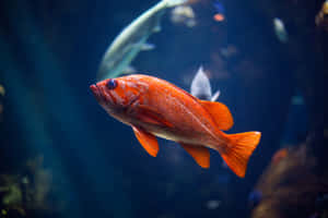 Vibrant And Shimmering Fish Scales Close-up Wallpaper