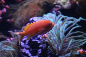 Vibrant Anthias Fish Aquarium Scene Wallpaper