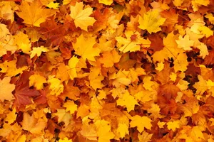 Vibrant Array Of Yellow Leaves Wallpaper