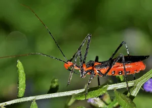 Vibrant Assassin Bug On Greenery Wallpaper