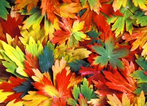 Vibrant Autumn Colors In A Serene Forest Wallpaper