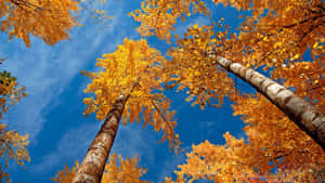 Vibrant Autumn Forest Wallpaper