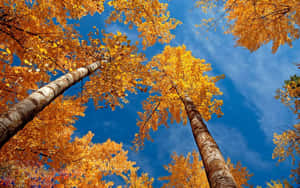 Vibrant Autumn Forest Wallpaper