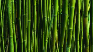 Vibrant_ Bamboo_ Forest_ Closeup.jpg Wallpaper