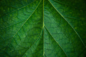 Vibrant Beauty Of Nature: A Close-up Of Plant Texture Wallpaper