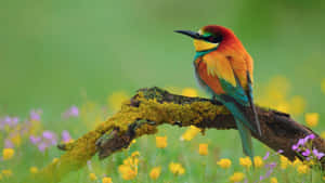 Vibrant_ Bee_ Eater_ Bird_ Sanctuary Wallpaper