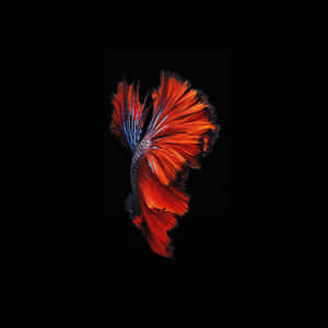 Vibrant_ Betta_ Fish_ Artwork Wallpaper