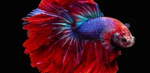 Vibrant_ Betta_ Fish_ Display.jpg Wallpaper