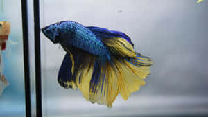 Vibrant Betta Fish Swimming Wallpaper