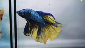 Vibrant Betta Fish Swimming Wallpaper