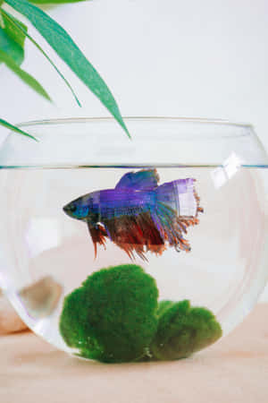 Vibrant Betta Fishin Bowl Wallpaper