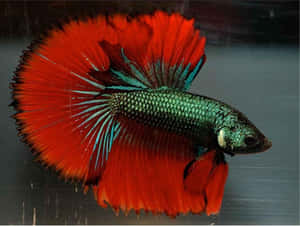 Vibrant Betta Splendens Wallpaper