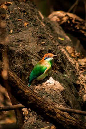 Vibrant Birdin Brown Green Forest Wallpaper