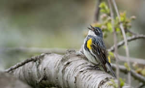 Vibrant Birds Chirping In A Scenic Forest Wallpaper