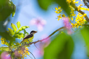 Vibrant Birds Chirping On A Blossoming Branch Wallpaper