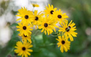 Vibrant Black Eyed Susan Flowers Wallpaper