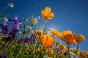 Vibrant Blooming Flowers In A Garden Wallpaper