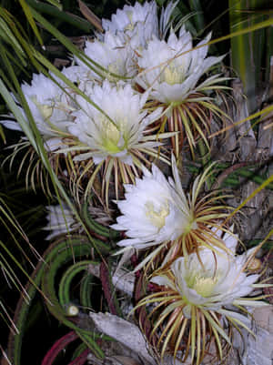Vibrant Blooming Flowers In A Garden Wallpaper