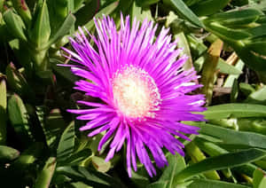 Vibrant Blooming Flowers In A Garden Wallpaper