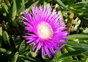 Vibrant Blooming Flowers In A Garden Wallpaper