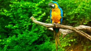 Vibrant_ Blue_and_ Yellow_ Macaw_ Perched Wallpaper