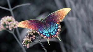 Vibrant_ Blue_ Butterfly_ Full_ H D Wallpaper